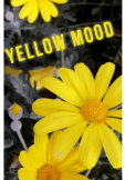 maglietta yellow mood