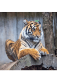 maglietta tigre 