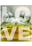 maglietta love frog