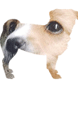 maglietta cane  