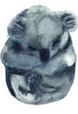 maglietta koala
