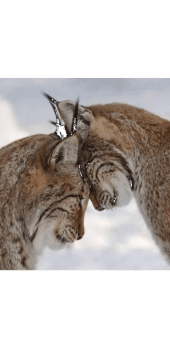 cover Lynxes in love 