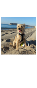 cover cane su spiaggia
