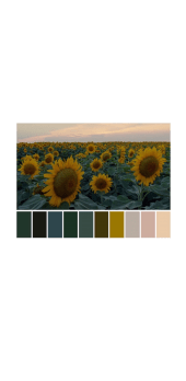 cover Sunflowers