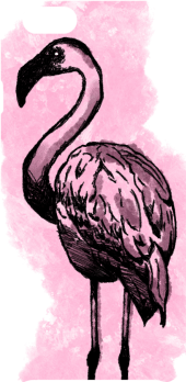 cover Flamingo Cover