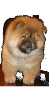 cover chow chow