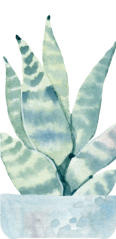 cover Succulent