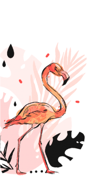 cover Modern Flamingo