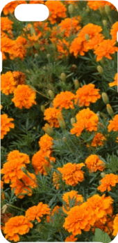 cover Orange Flower