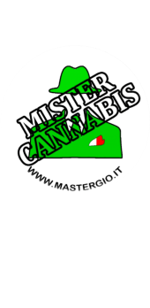 cover MisterCannabis