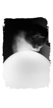 cover dreamlike cat