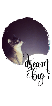 cover dreamer cat