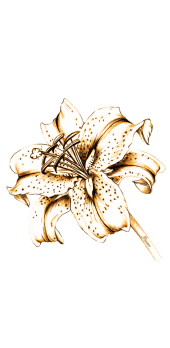 cover Lilium Flower 