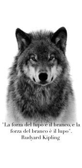 cover Maglietta Lupo con frase di Kipling. 