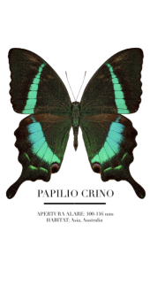 cover papilio crino