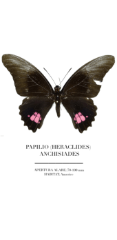 cover Papilio Anchisides