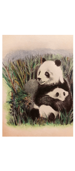 cover Panda