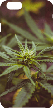 cover Cannabis 