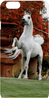 cover inperial Arab Horse