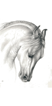 cover original horse profile