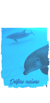 cover delfino curioso