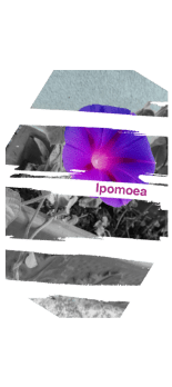 cover flower art ipomoea