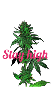 cover Stay high