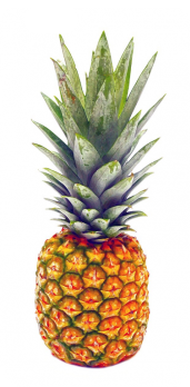 cover Pinapple