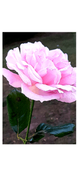 cover felpa rosa colorata