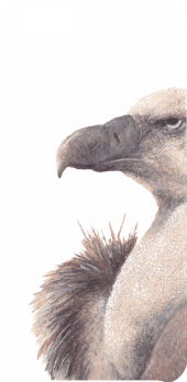 cover avvoltoio