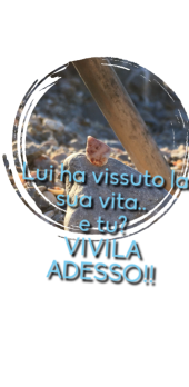 cover viva la vita