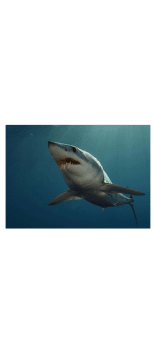 cover #shark #animal #beach 