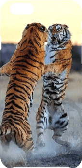cover tiger vs tiger 