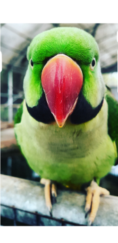 cover good boy parrot