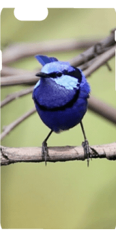 cover Splendid fairy wren