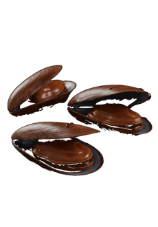 maglietta cozze di cioccolato 