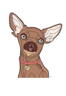 maglietta Chihuahua