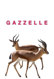 maglietta Gazzelle Tee