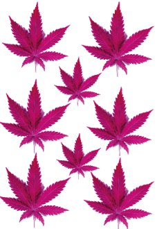 maglietta pinkweed