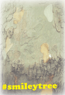 maglietta Tree