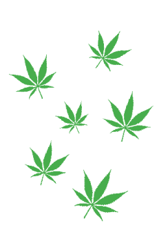 maglietta T-shirt Marijuana