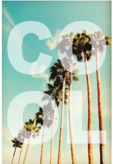 maglietta PalmTrees