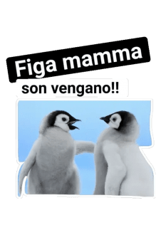 maglietta PINGUINO PAZZERELLO!!