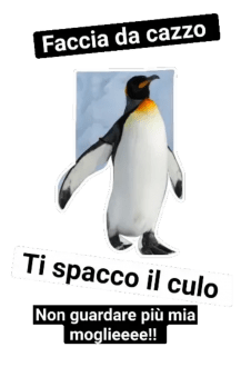 maglietta PINGUINO REALE