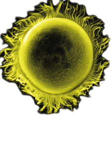 maglietta T-shirt Eukaryotic cell