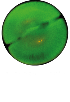 maglietta T-shirt Xenopus laevis green