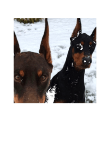 maglietta Dobermann 