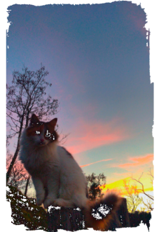 maglietta kitty sunset 