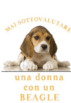 maglietta beagle