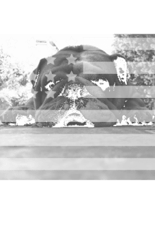 maglietta american english bulldog